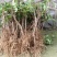 耐寒金银花树苗黄白红色树型金银花苗盆栽地栽药用泡茶