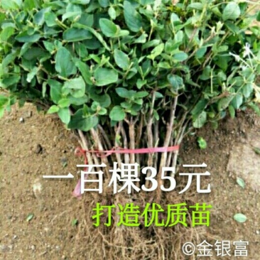耐寒金银花树苗黄白红色树型金银花苗盆栽地栽药用泡茶
