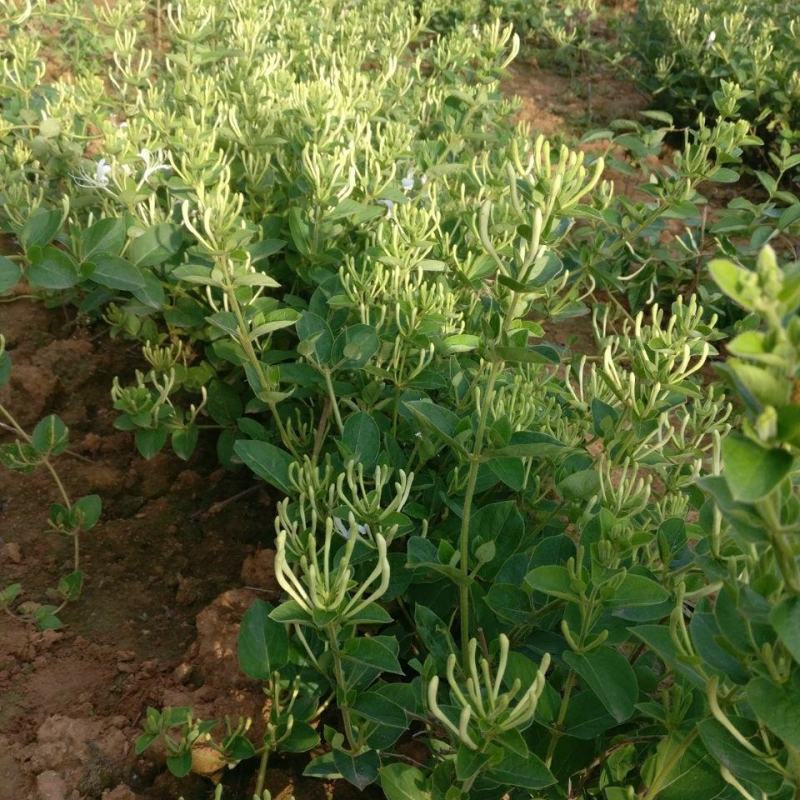 耐寒金银花树苗黄白红色树型金银花苗盆栽地栽药用泡茶