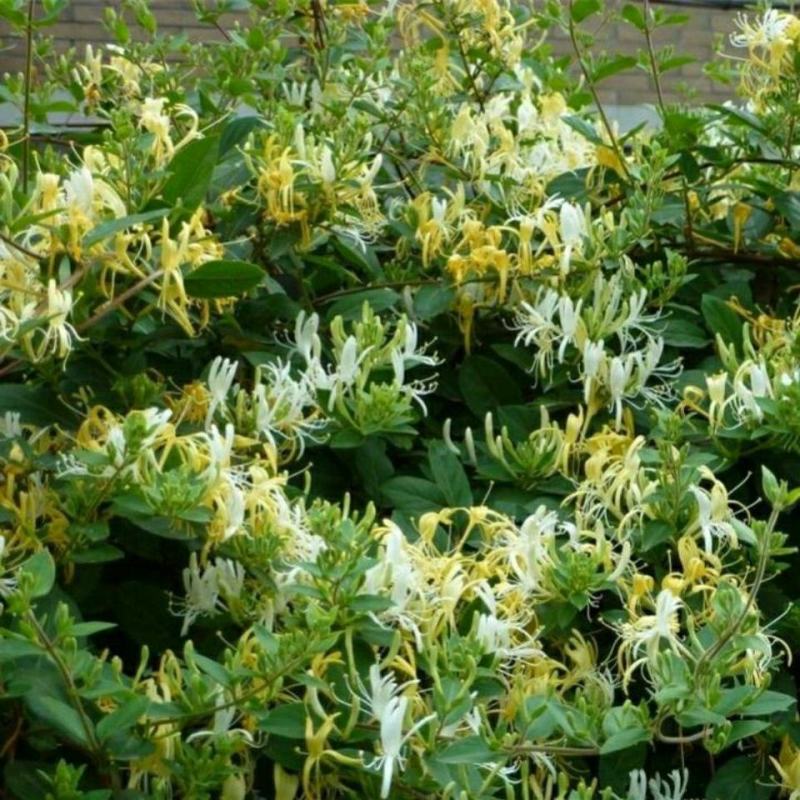 耐寒金银花树苗黄白红色树型金银花苗盆栽地栽药用泡茶