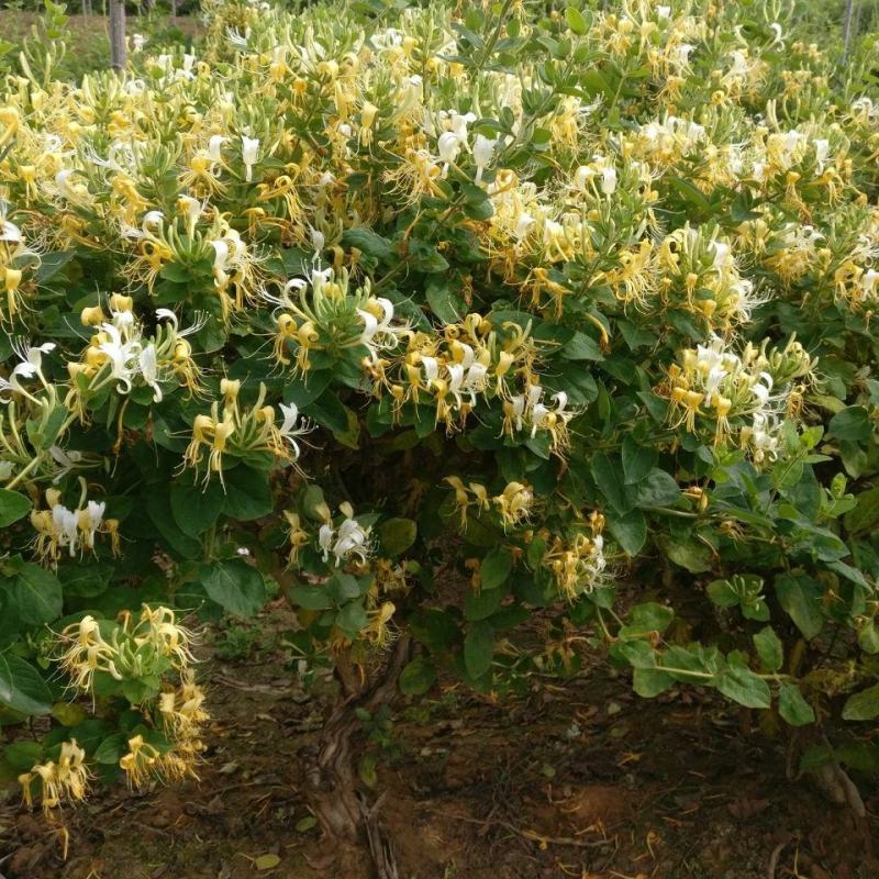 耐寒金银花树苗黄白红色树型金银花苗盆栽地栽药用泡茶