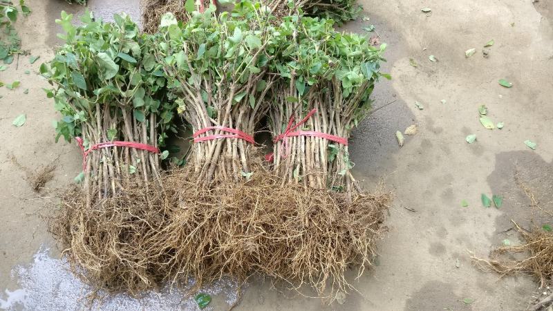 耐寒金银花树苗黄白红色树型金银花苗盆栽地栽药用泡茶