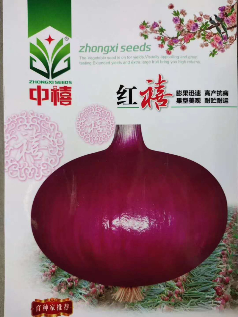 （精品推荐）丰产抗病耐贮耐运紫红皮洋葱种子