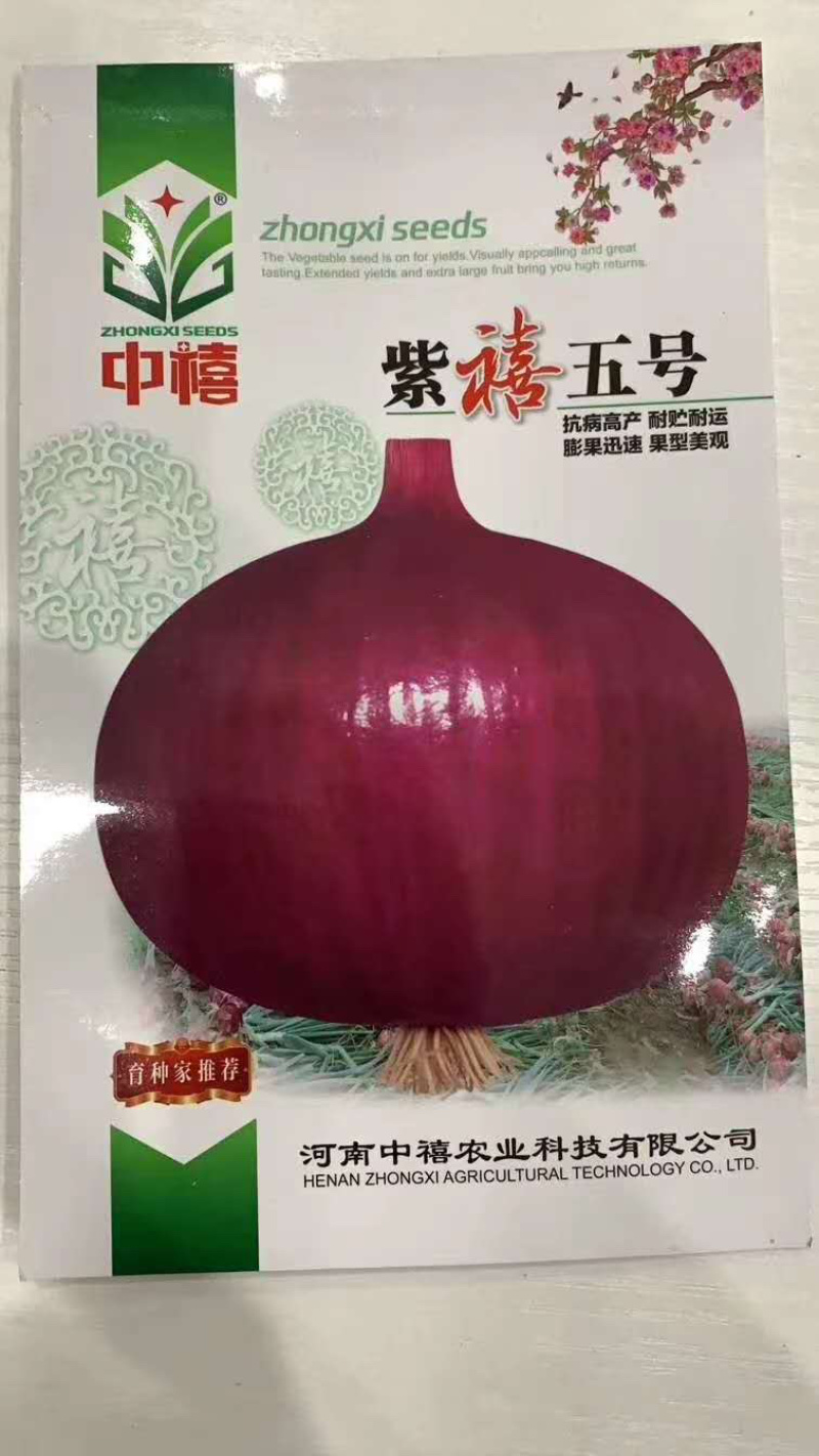（精品推荐）丰产抗病耐贮耐运紫红皮洋葱种子