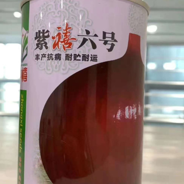 （精品推荐）丰产抗病耐贮耐运紫红皮洋葱种子