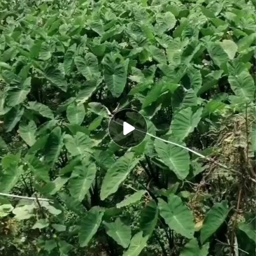 贵州镇宁，芋头，品质好，每天能力供应十吨以上