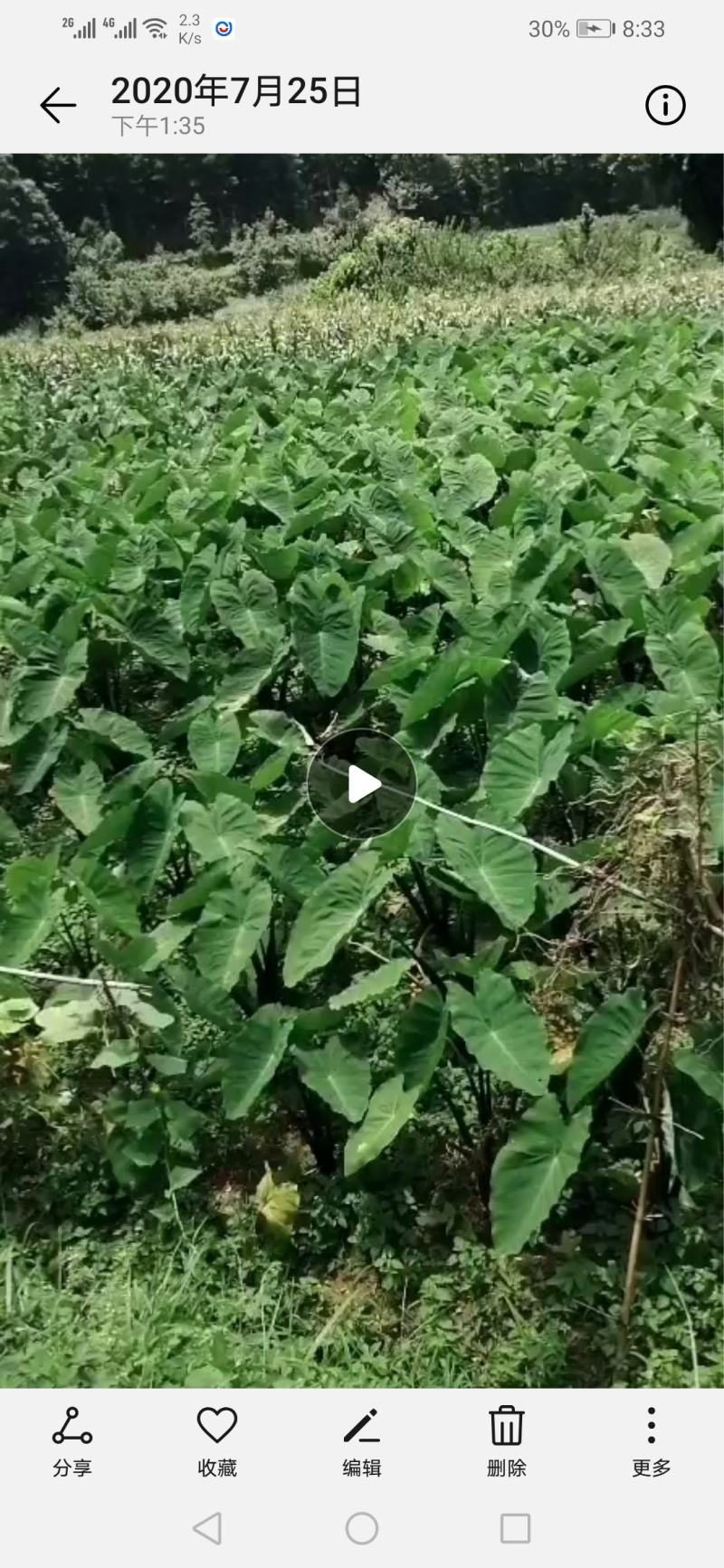 贵州镇宁，芋头，品质好，每天能力供应十吨以上