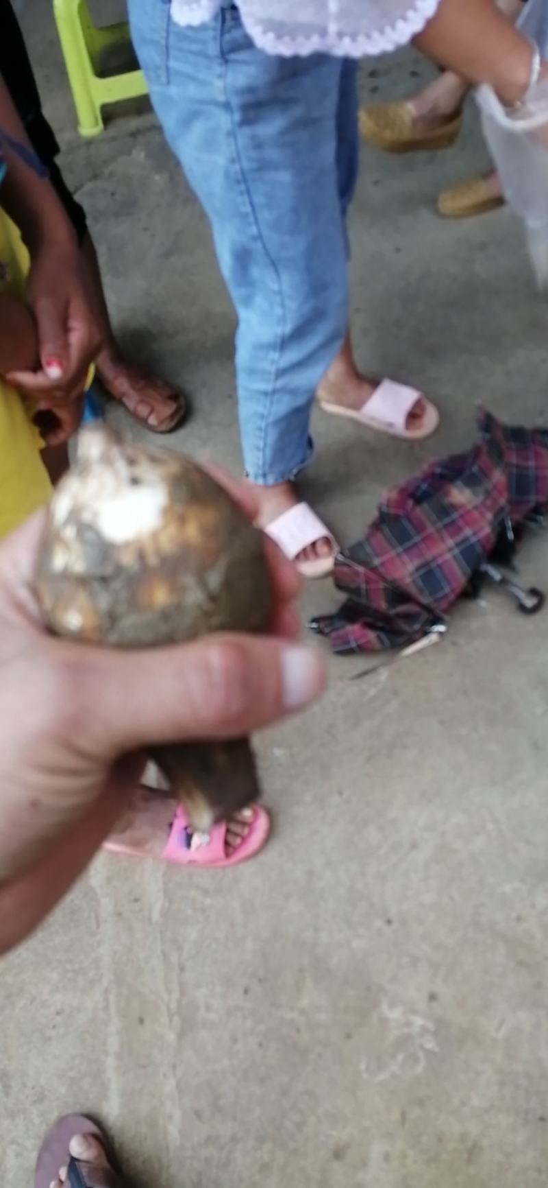 贵州镇宁，芋头，品质好，每天能力供应十吨以上