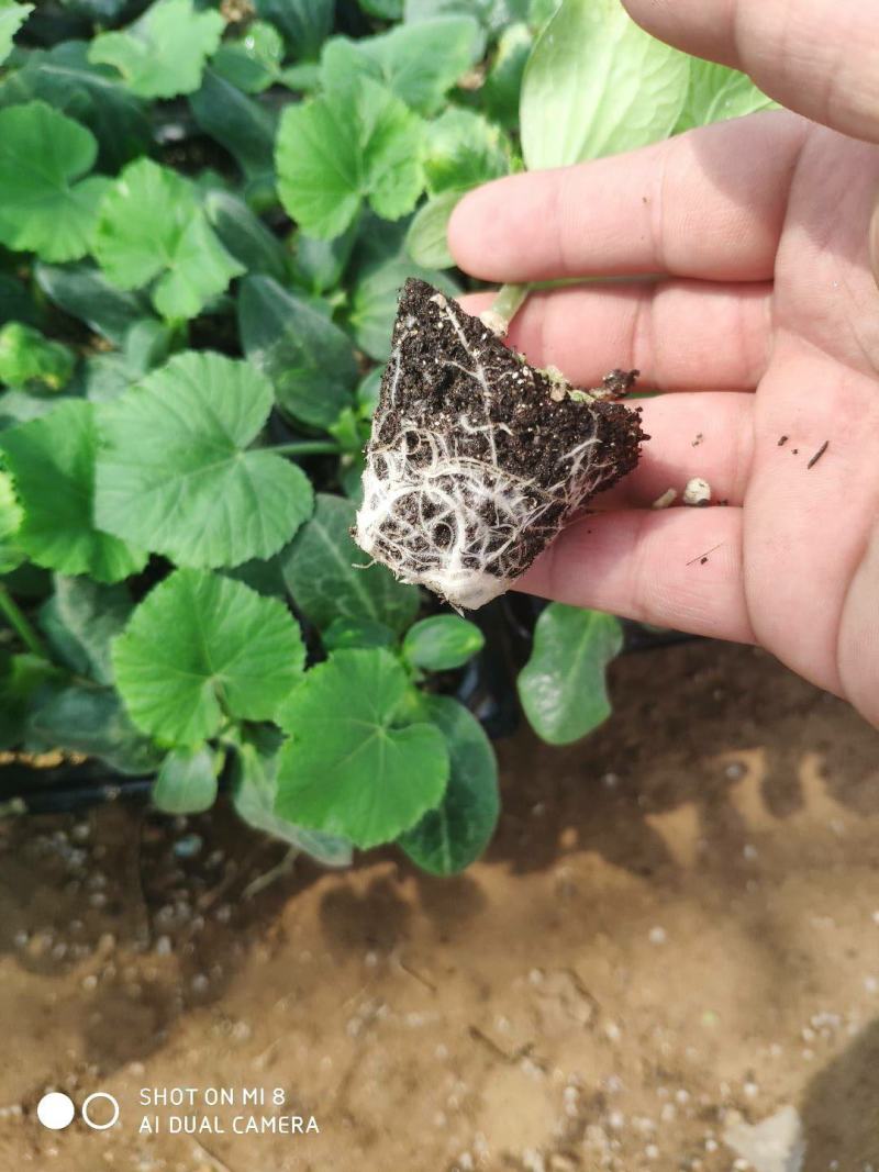 有机育苗基质育苗基质育苗土基质土基质欢迎来电