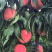 纸袋红不软，金秋盛，大量上市个大色红，味脆甜