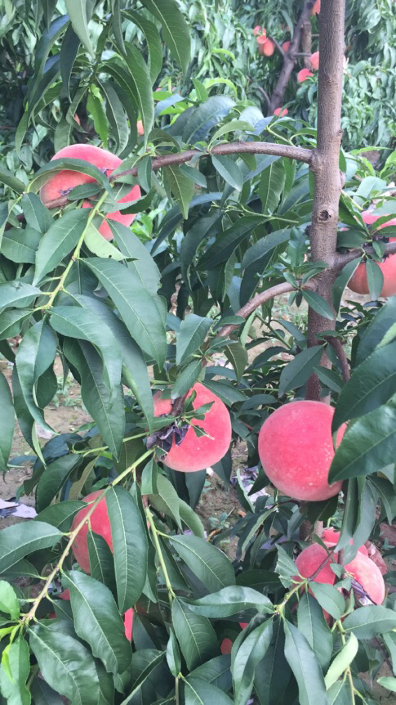 纸袋红不软，金秋盛，大量上市个大色红，味脆甜