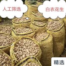 鲜货带壳花生，海花，四粒红，颗粒饱满，过筛手捡精品果