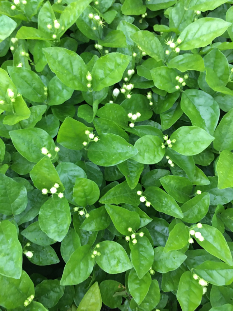 大量茉莉花和栀子花出售还有黄桷兰朵花和苗子