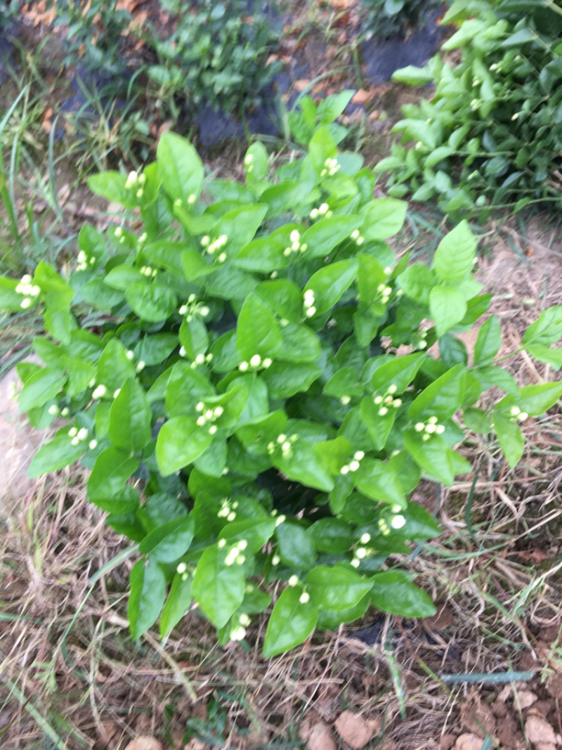 大量茉莉花和栀子花出售还有黄桷兰朵花和苗子