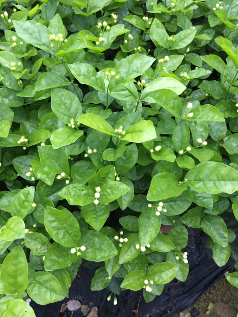 大量茉莉花和栀子花出售还有黄桷兰朵花和苗子