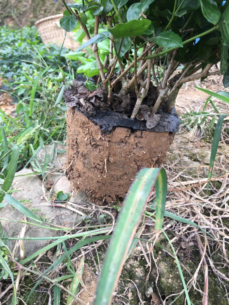 大量茉莉花和栀子花出售还有黄桷兰朵花和苗子