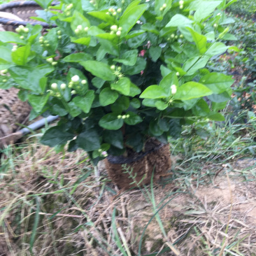 大量茉莉花和栀子花出售还有黄桷兰朵花和苗子