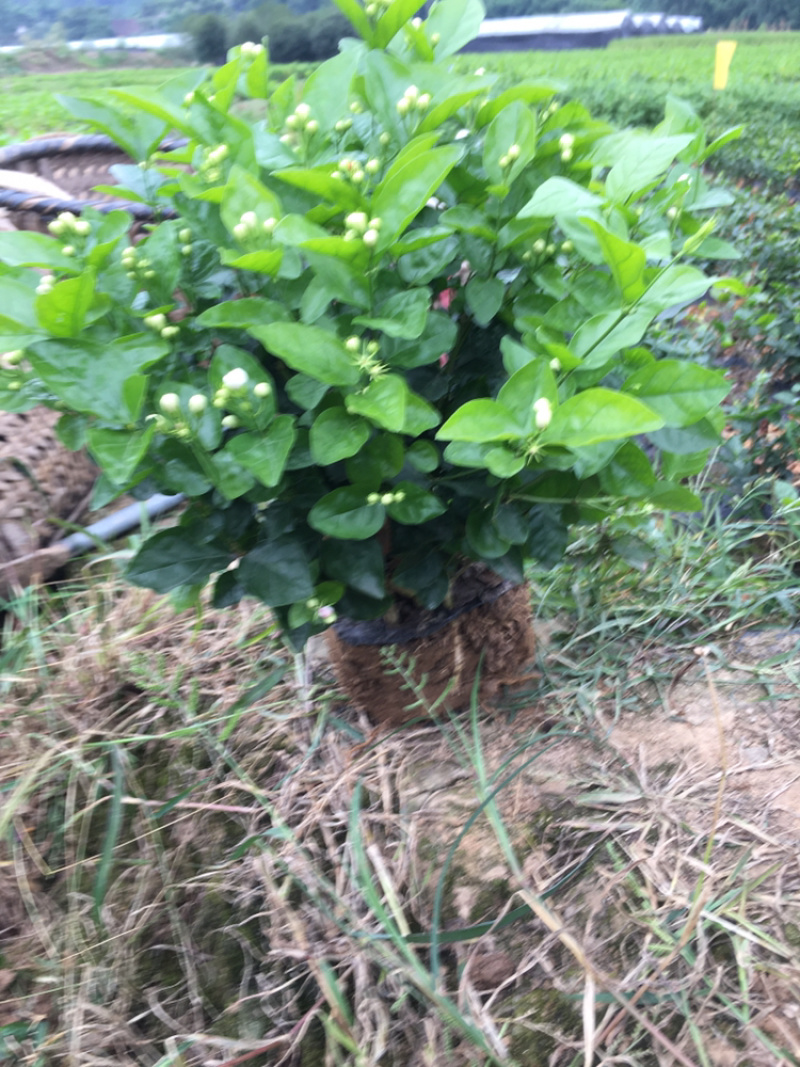 大量茉莉花和栀子花出售还有黄桷兰朵花和苗子