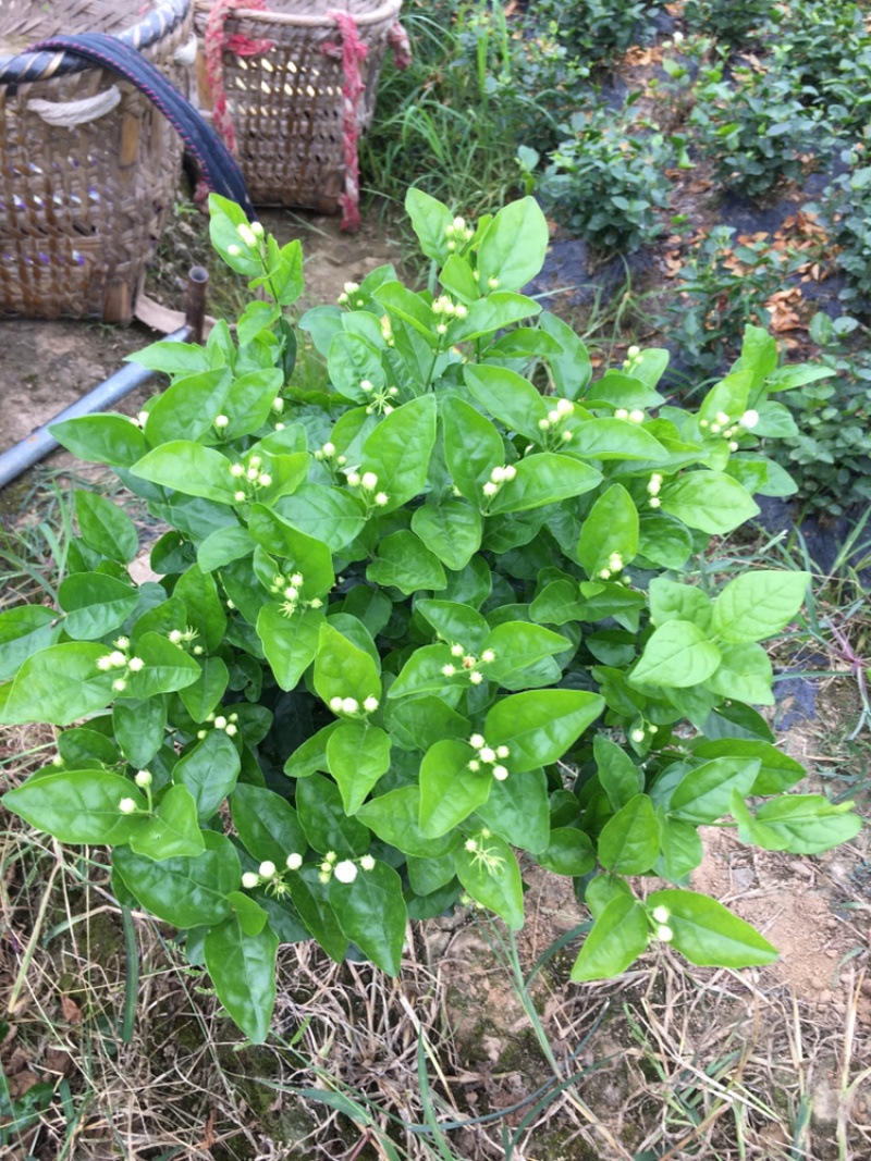 大量茉莉花和栀子花出售还有黄桷兰朵花和苗子