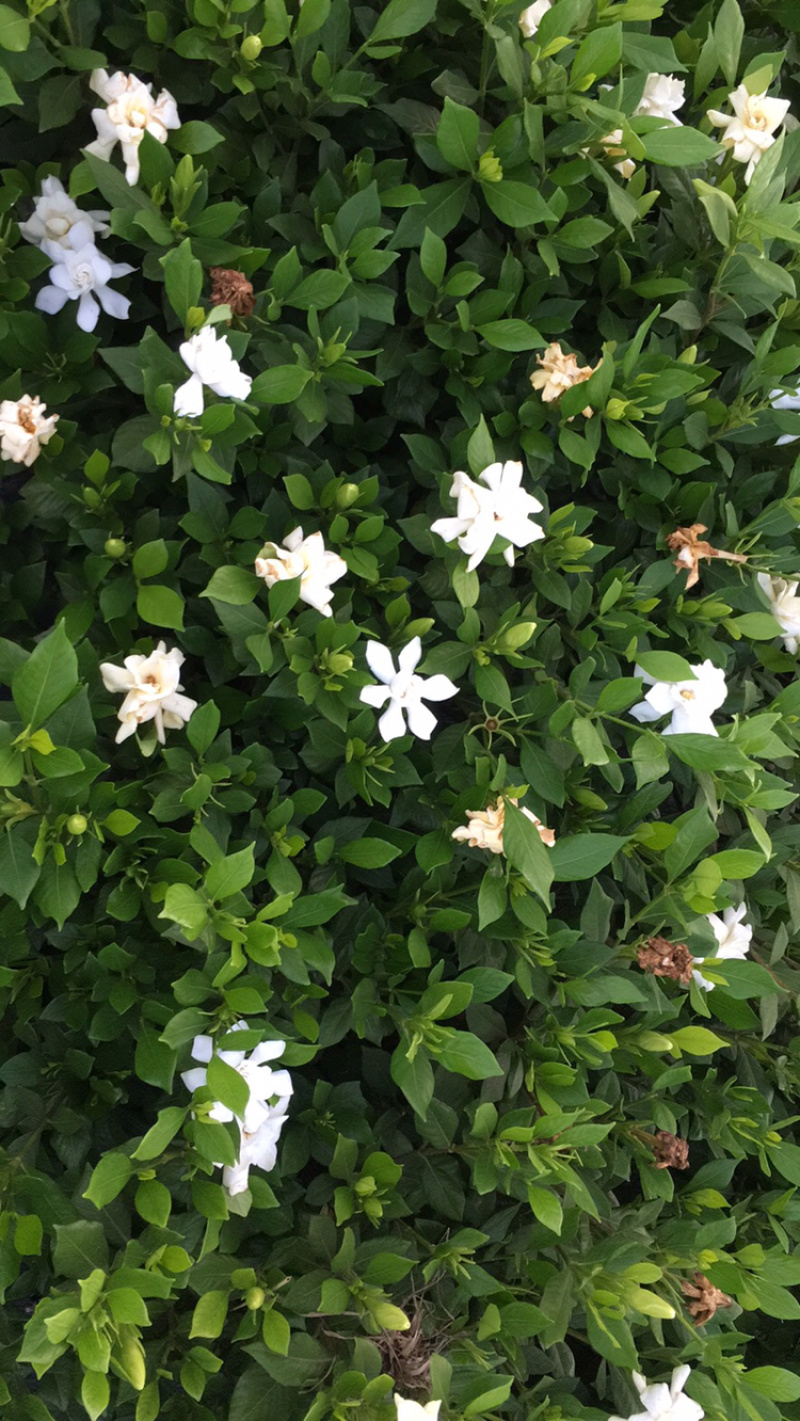 大量茉莉花和栀子花出售还有黄桷兰朵花和苗子