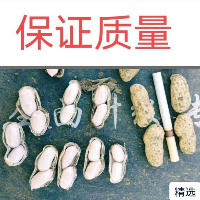 【江苏花生系列】鲜货带壳海花颗粒饱满，过筛手捡，货好