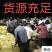 【热卖中】海花花生，过筛手捡，精品果，带壳鲜货，颗粒饱满