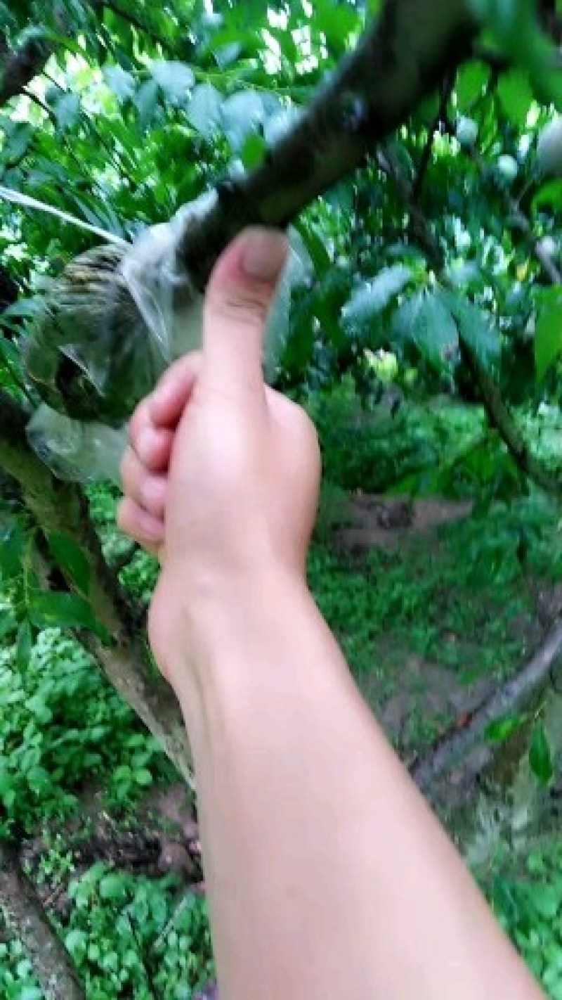 【放心苗】三华李高压苗，产地直发，现挖现发，欢迎选购