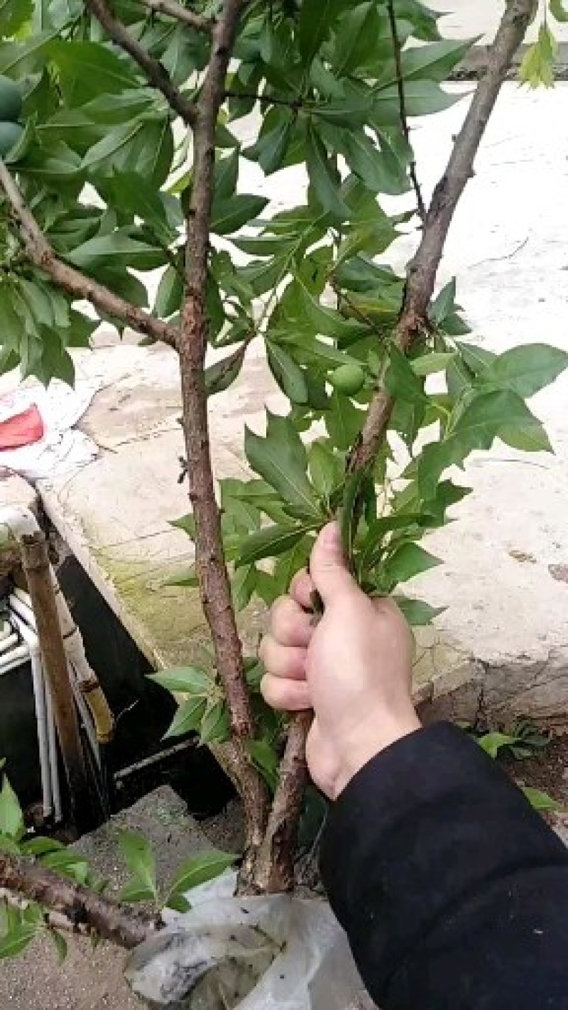 【放心苗】三华李高压苗，产地直发，现挖现发，欢迎选购
