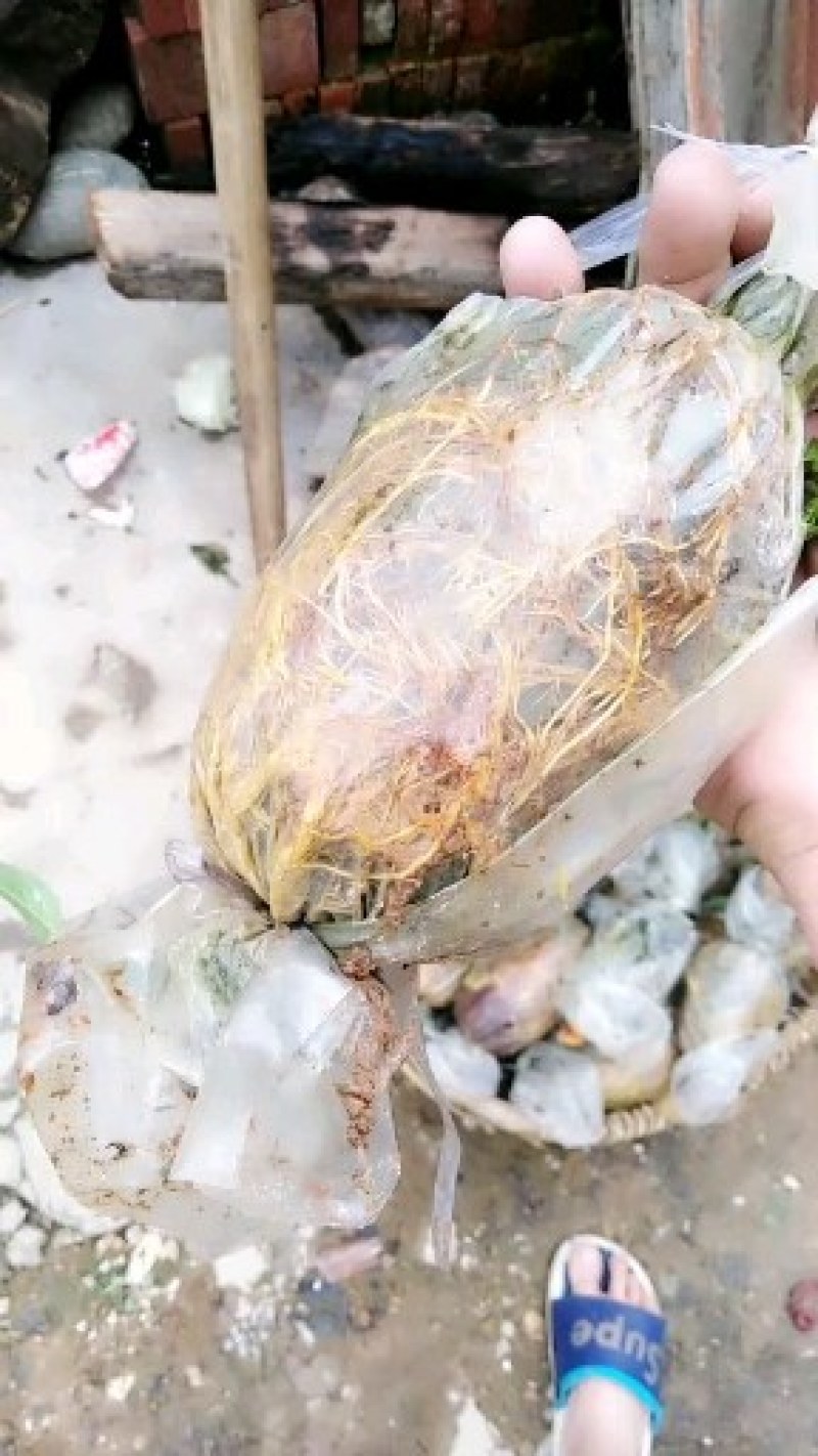 【放心苗】三华李高压苗，产地直发，现挖现发，欢迎选购