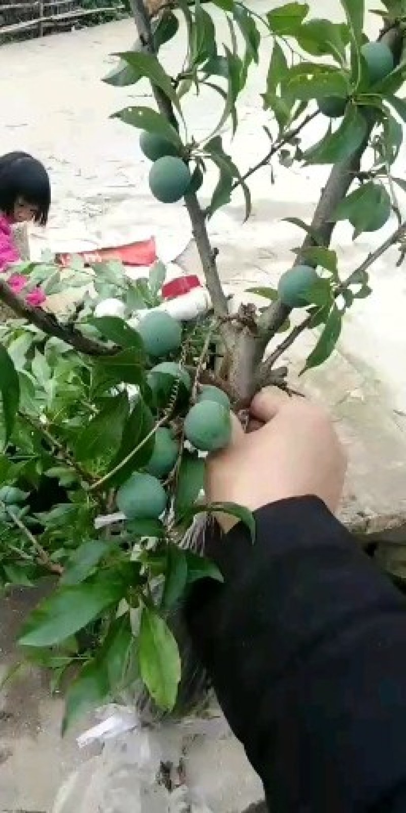 【放心苗】三华李高压苗，产地直发，现挖现发，欢迎选购