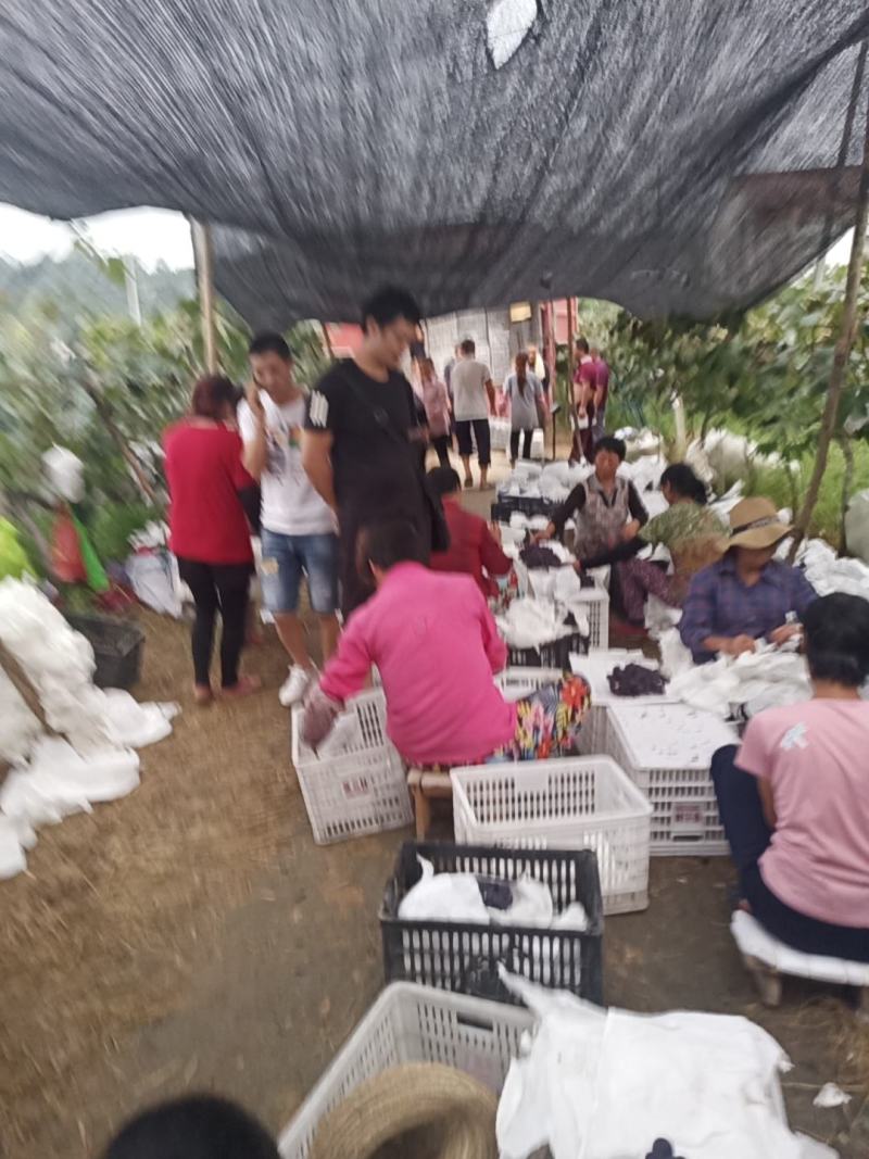 城固县葡萄现货很甜品种多2斤以上口感很甜现货