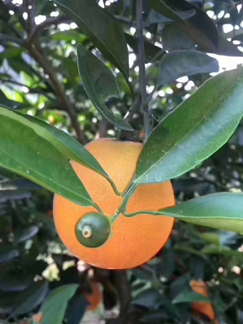 伦晚纽荷尔长红卡拉红肉脐橙苗品种纯正基地现挖现发成活率高