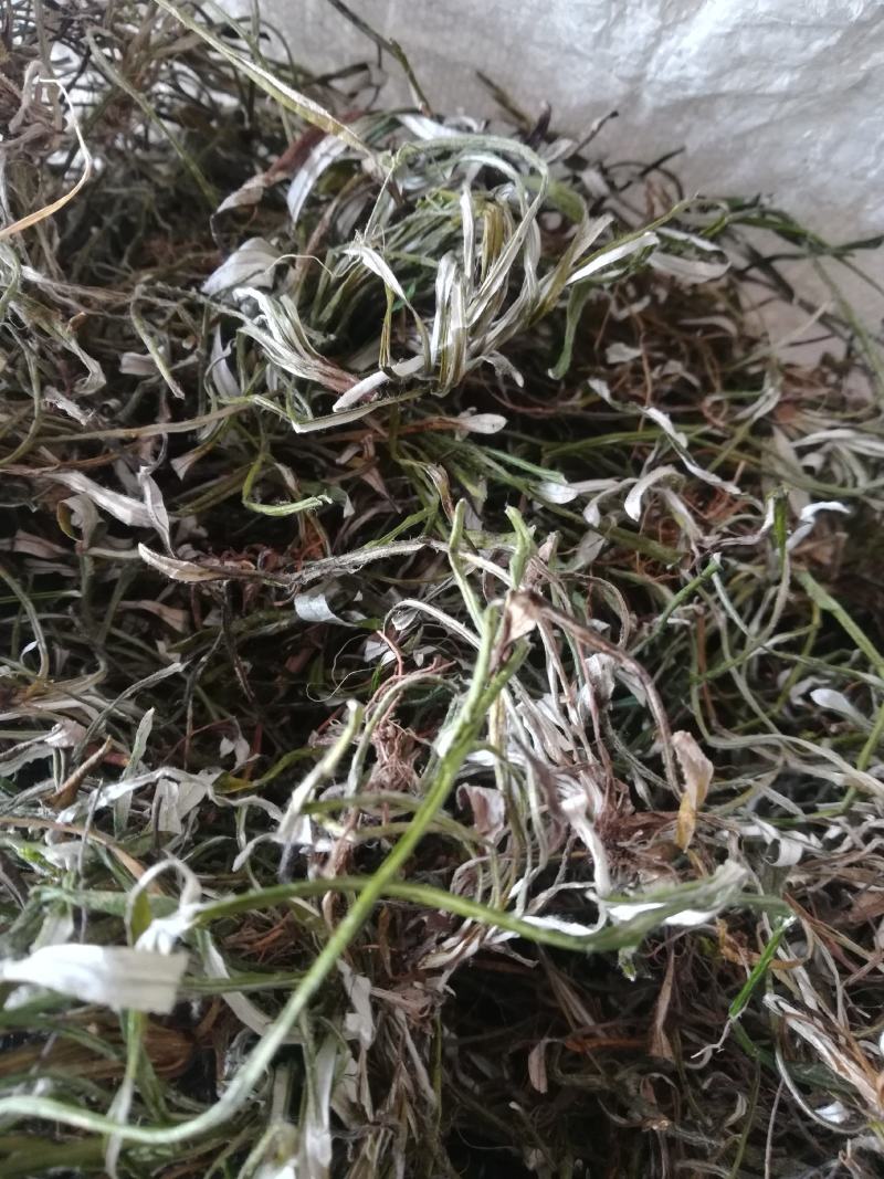 天青地白，小叶鼠龄，地北草/翻叶白，，，，，，