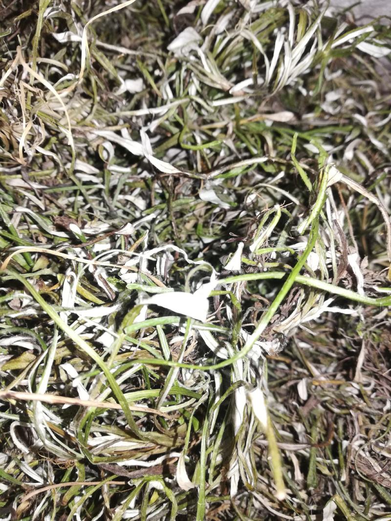 天青地白，小叶鼠龄，地北草/翻叶白，，，，，，