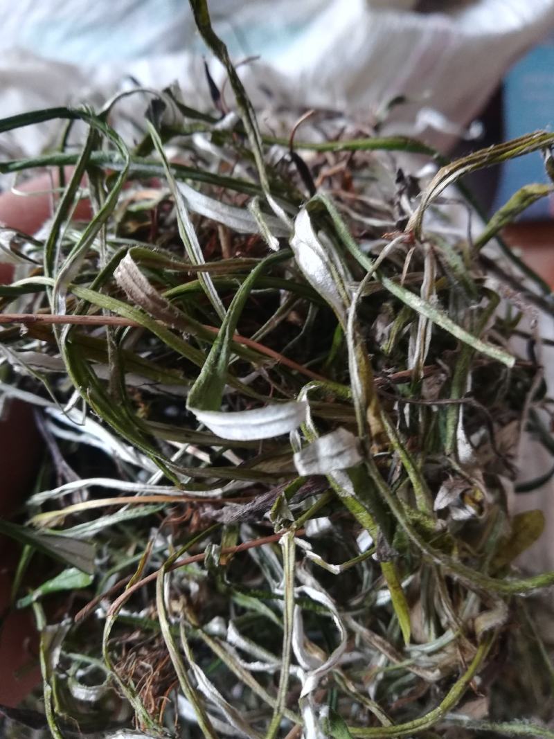 天青地白，小叶鼠龄，地北草/翻叶白，，，，，，