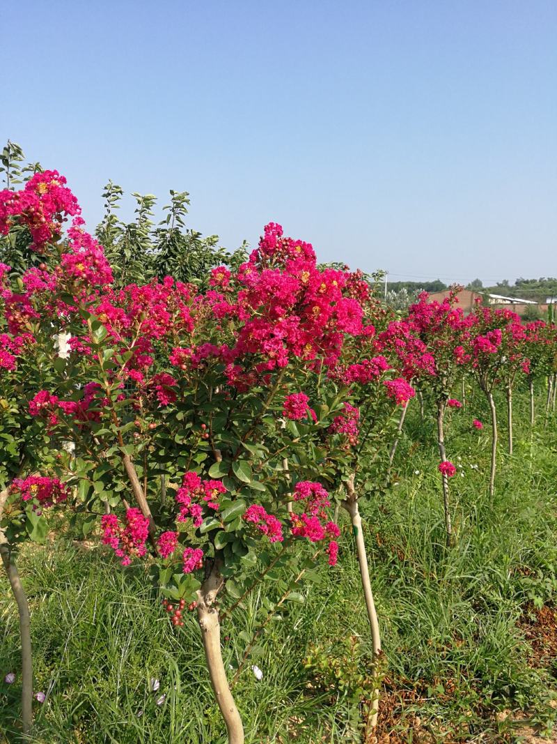 3公分紫薇，4公分，5公分紫薇，山西基地