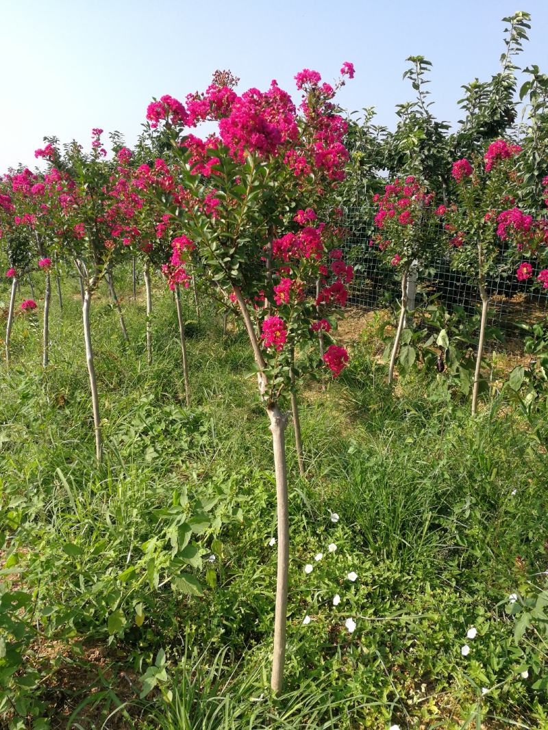3公分紫薇，4公分，5公分紫薇，山西基地