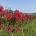 3公分紫薇，4公分，5公分紫薇，山西基地