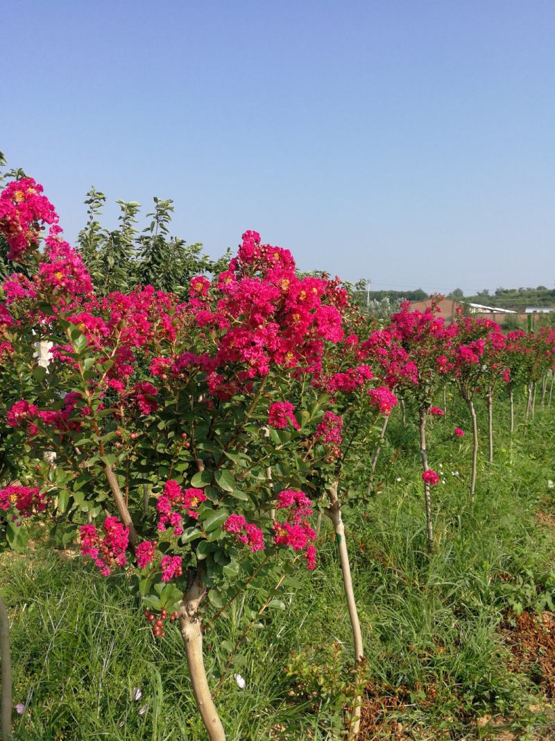 3公分紫薇，4公分，5公分紫薇，山西基地