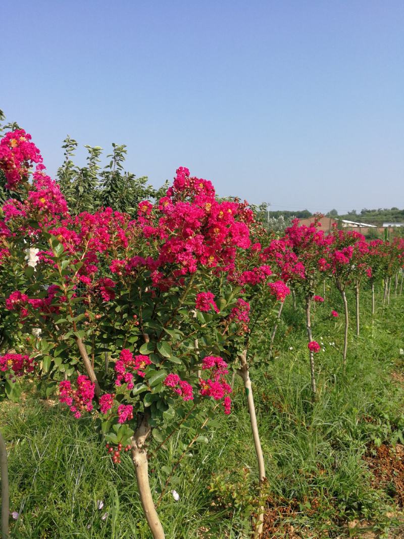3公分紫薇，4公分，5公分紫薇，山西基地