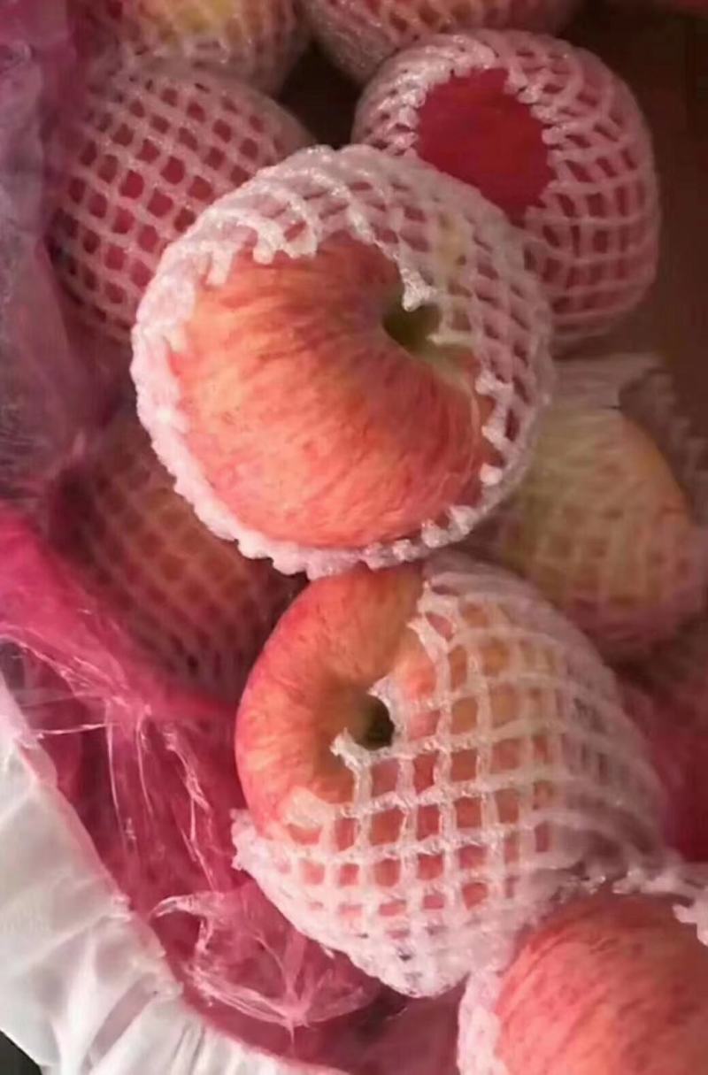 黄元帅苹果批发价格山东日照临沂沂水莒县黄元帅苹果价格
