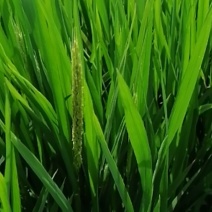 龙虾田松江大米开始预订，还有40天上市