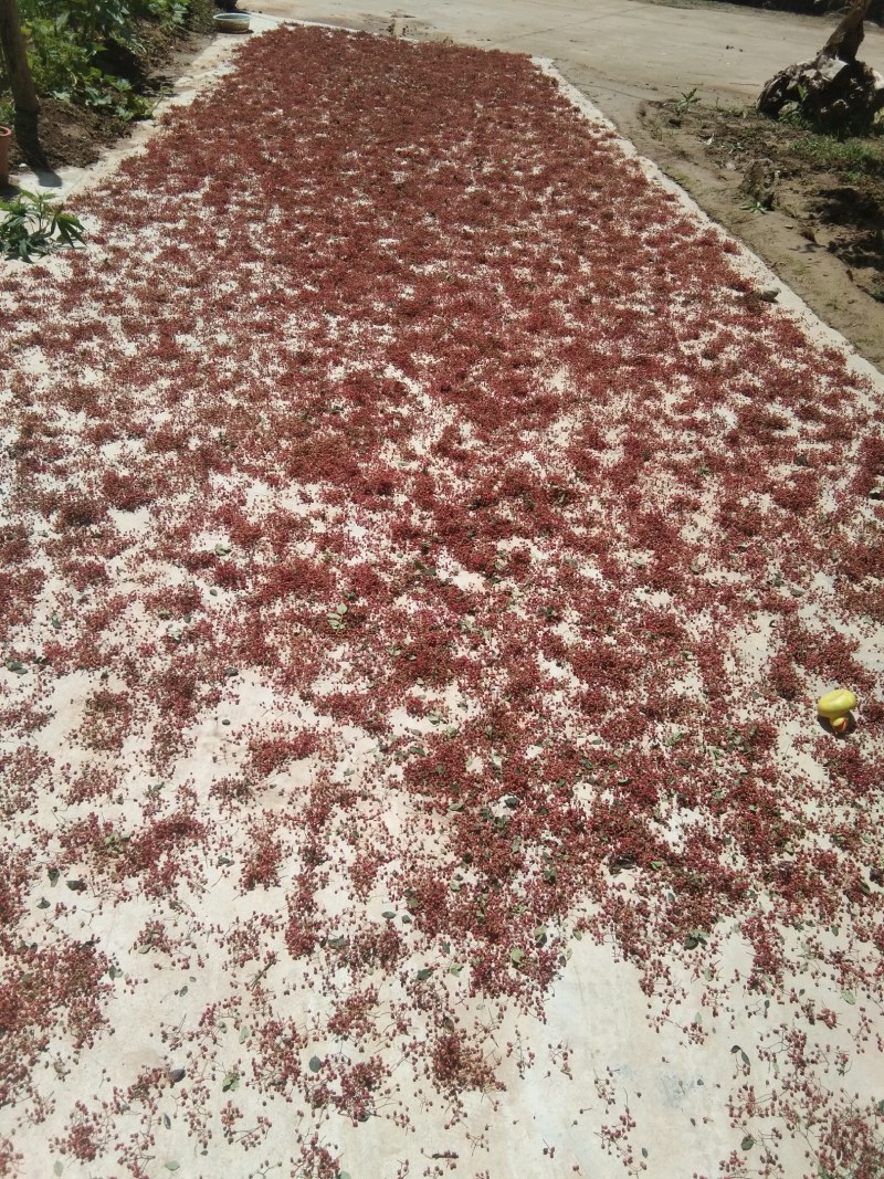 高品质特红花椒欢迎你