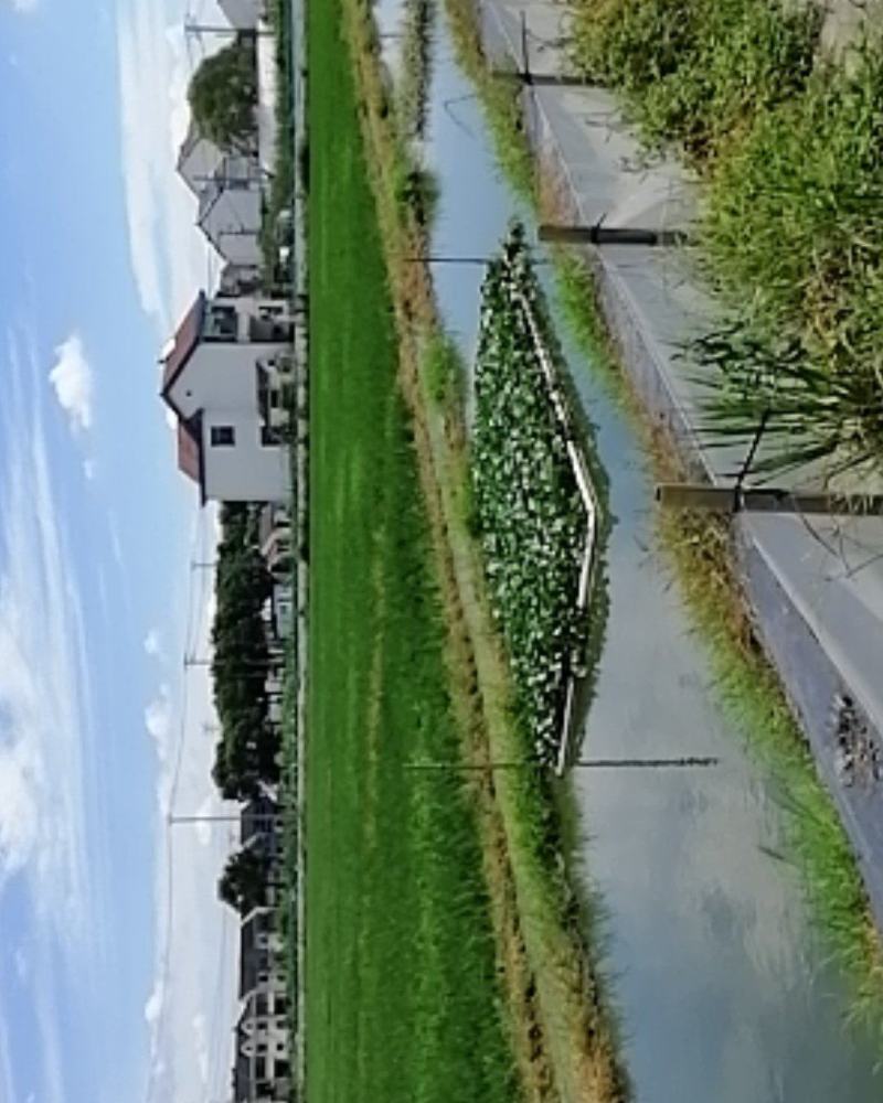龙虾田松江大米开始预订，还有40天上市