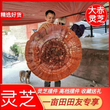 贵州灵芝灵芝盆景产地直销物美价廉摆件收藏送礼