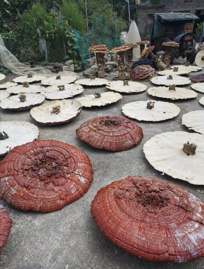 贵州灵芝灵芝盆景产地直销物美价廉摆件收藏送礼