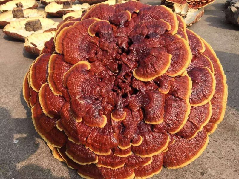 精品覌赏灵芝，灵芝盆景红花灵芝收藏、送礼、摆件