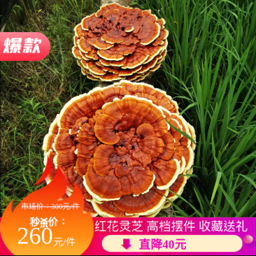 精品覌赏灵芝，灵芝盆景红花灵芝收藏、送礼、摆件