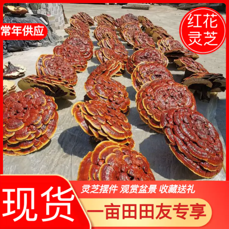 精品覌赏灵芝，灵芝盆景红花灵芝收藏、送礼、摆件