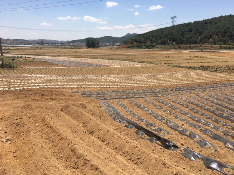 200亩蔬菜用地出租，可分租，立地条件好